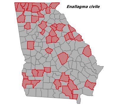 Enallagma civile
(Familiar Bluet) Enallagma civile
(Familiar Bluet)